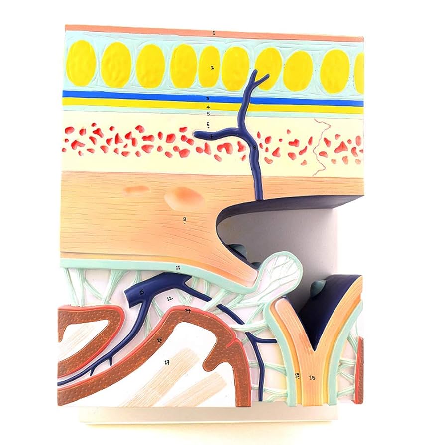 Amazon.co.jp: 人体解剖模型、頭蓋底層状解剖拡大モデル、硬膜洞