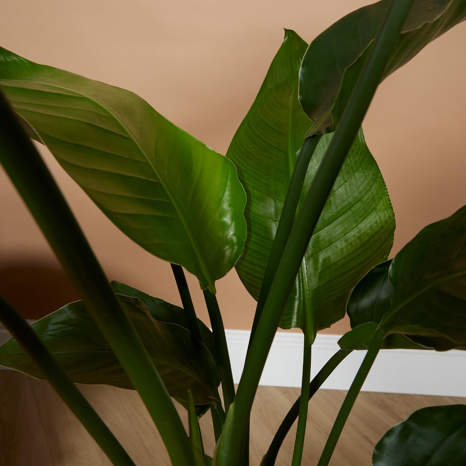 Bloomique Strelitzia Nicolai Plante oiseau de paradis Pot 21 cm Hauteur 90-110 cm