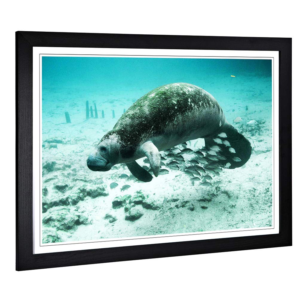 Big Box Art Framed Print of Manatee Design | Wall Art Picture | Home Decor for Kitchen, Living, Dining Room, Lounge, Bedroom, Hallway, Office, Black, A2 / 24.5x18 Inch / 62x45cm