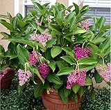 Live Plant - Medinilla myriantha Malaysian Orchid Live Flowering Plant Malaysian Grapes