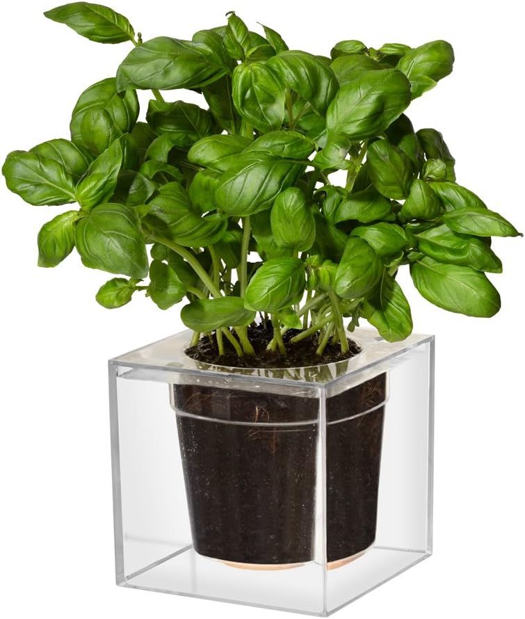 Boskke Cube Clear Planter with Water Reservoir, Small - Clear