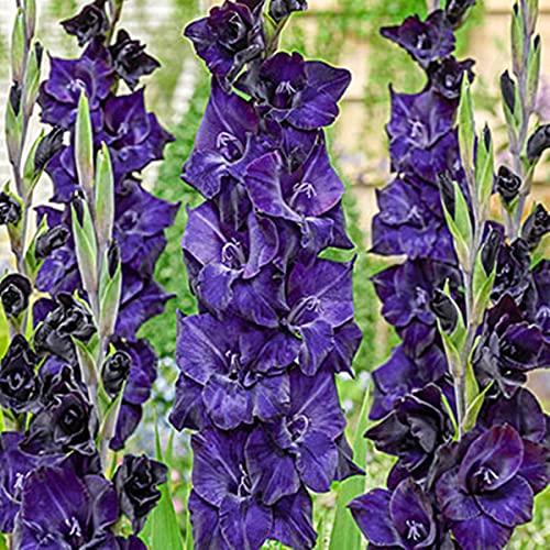 Gladiolo bulbi,Tesori del giardinaggio all'aperto,Pianta decorativa magica