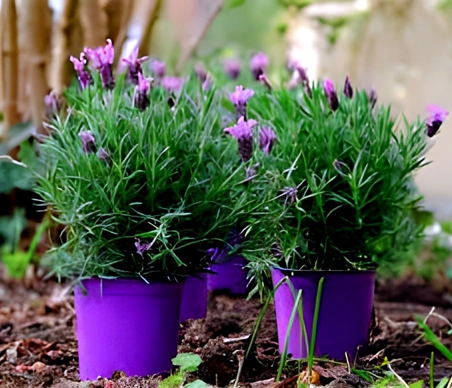 Hidden Enterprise Indian Beautiful Is Very Nice Looking Lavender Flower Plant. It's Indoor/Outdoor Live Home Garden Pack Of 01 Healthy Plant.Without pot