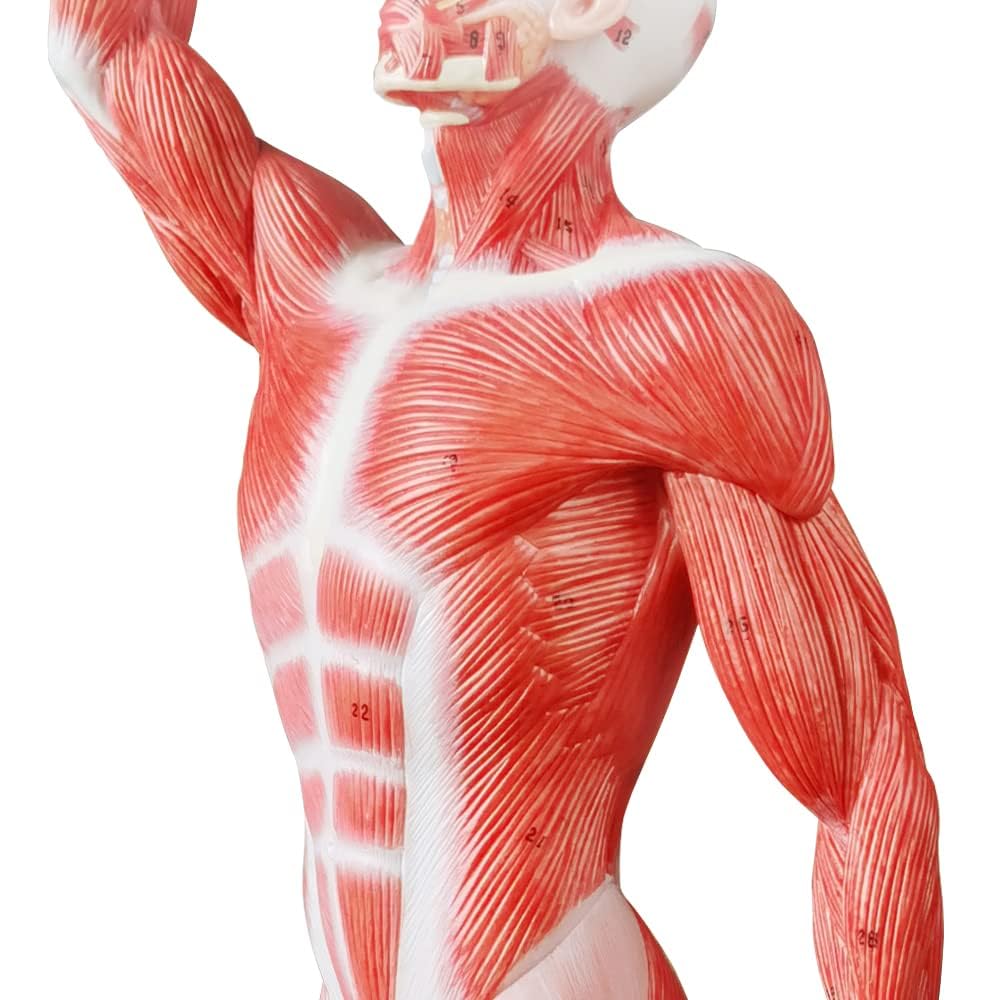 EVOTECH SCIENTIFIC Un modèle de squelette humain 1/4 grandeur de 21 pouces de haut pour l'anatomie, y compris le crâne, la colonne vertébrale, les os, les mains articulaires et les pieds