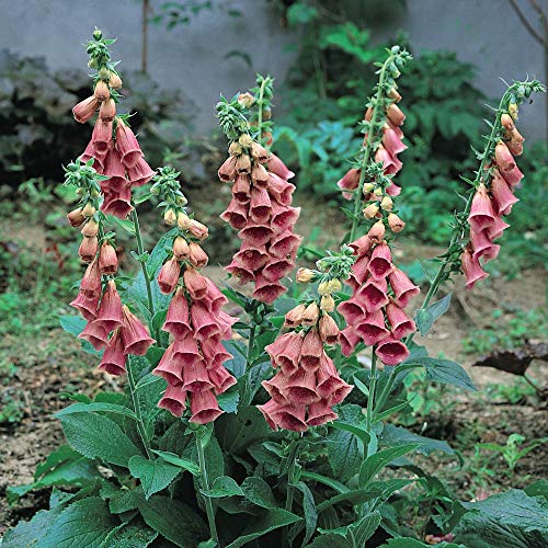 Flower Seed Foxglove Summer King Hardy Perennial Strawberry Foxglove Wild Flower Cottage Garden Patio Containers Flower Beds Wildlife Garden 1 Packet (60 Seeds) by Thompson and Morgan
