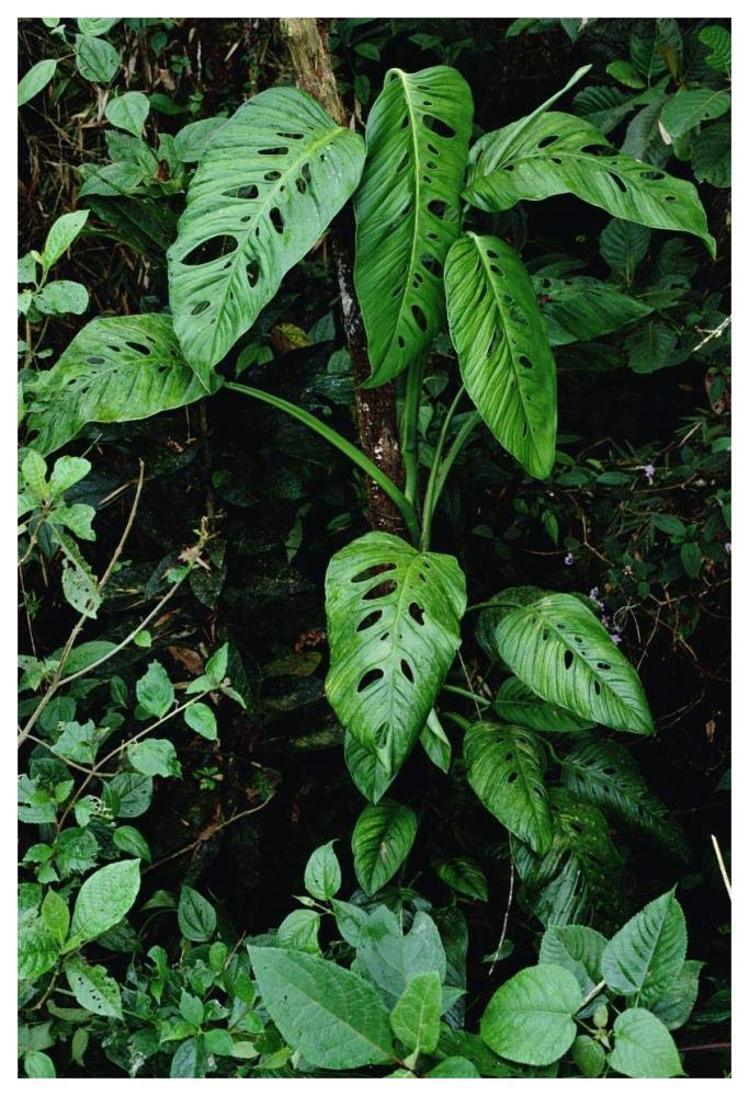 Artworks Italia Monstera vid creciendo en la base del árbol en la selva tropical, Panamá-Paper Art-42 x 62 pulgadas