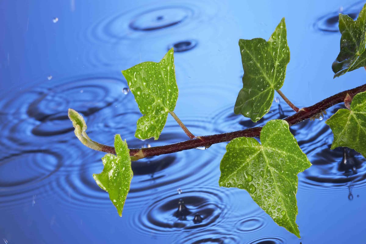 Yellow Alley Nature Green Leaves with Water Decorative Wall Poster for Cafe/Living Room Decoration|1Pc