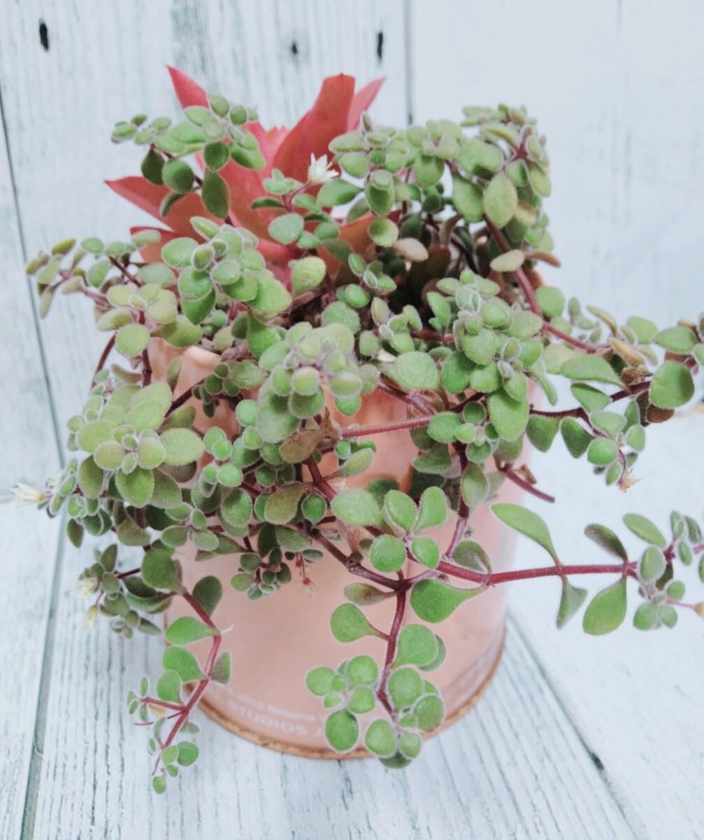 Amazon.co.jp: 火祭り&ブロウメアナ抜き苗 根付き苗 多肉植物 