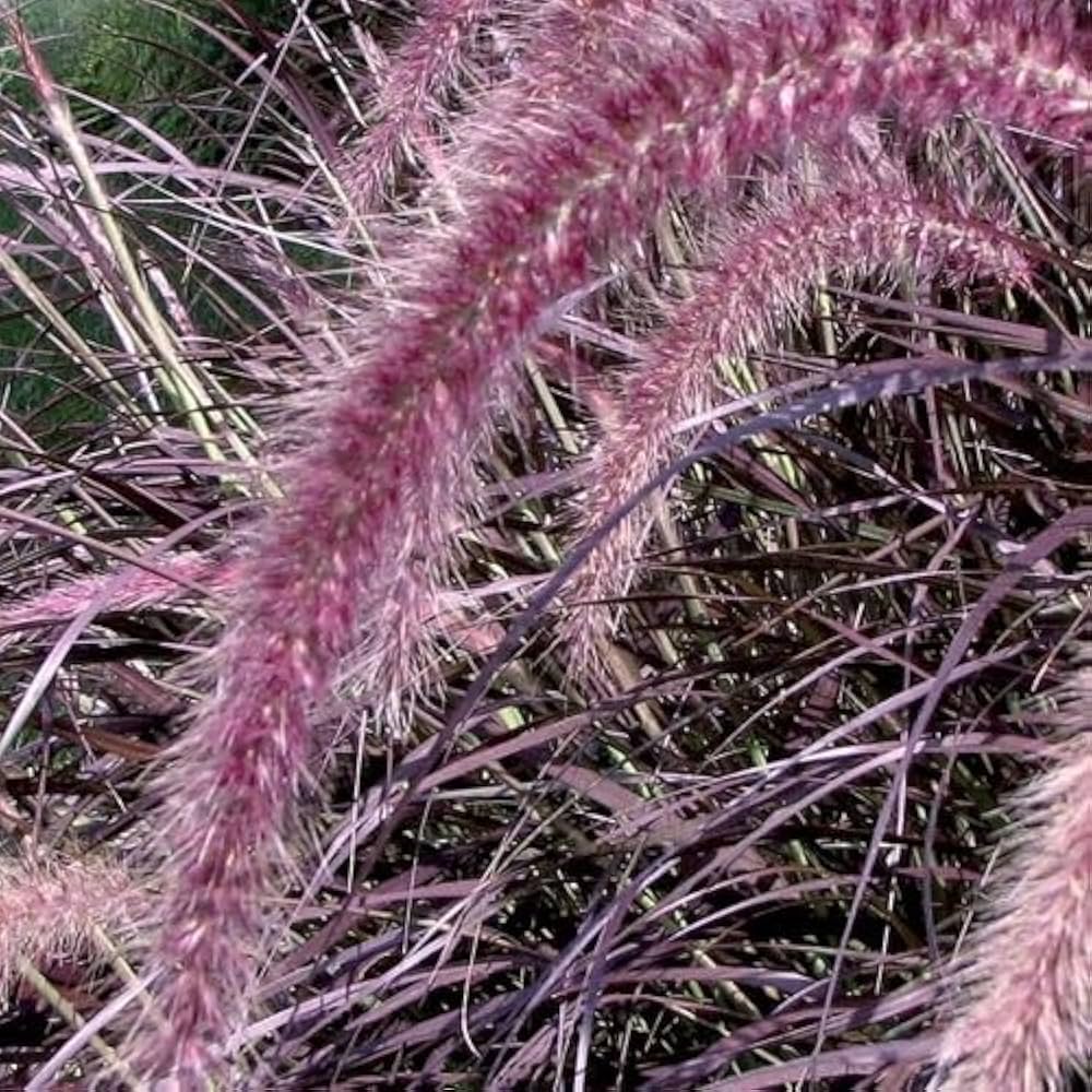 Amazon.co.jp: 【多年草】ペニセタム パープルファウンテン