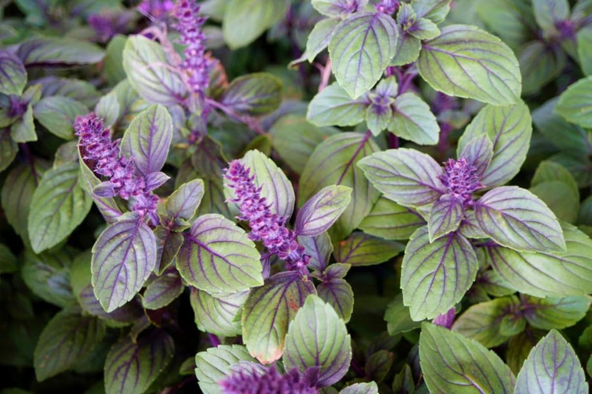 4 African Blue Basil Plants Live, Live Basil Plant, 3 to 7 Inches Tall, Basil Live Plant, Basil Herb Plant, Basil Plant for Indoor