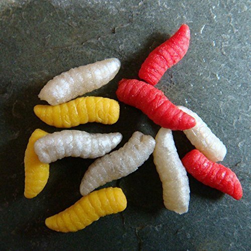 live maggots for sale