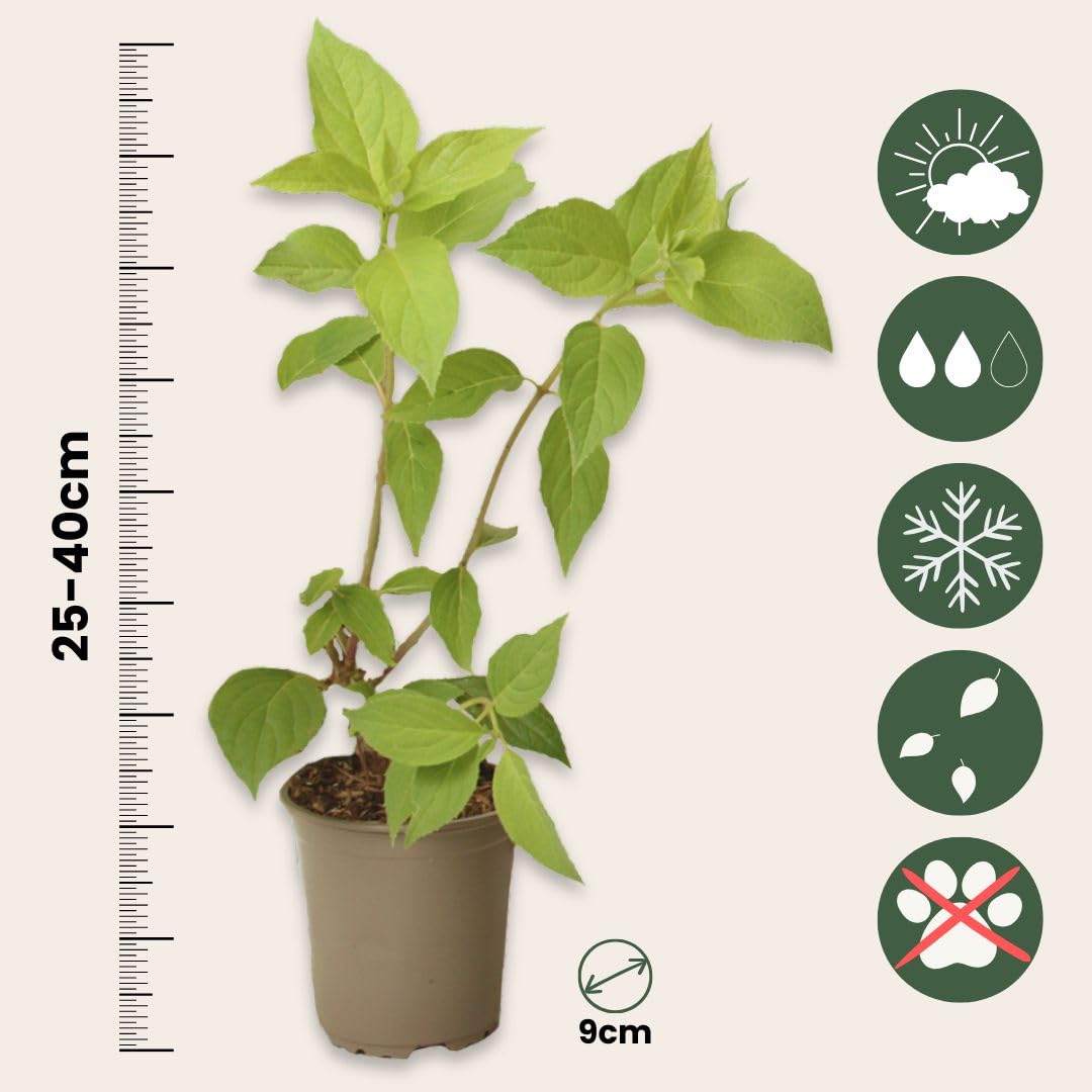 Plant in a Box - Ortensia hydrangea Paniculata 'Pink Lady'- Ortensia Plume - Set di 3 - Perfetta per il giardino! - Vaso 9cm - Altezza 25-40cm