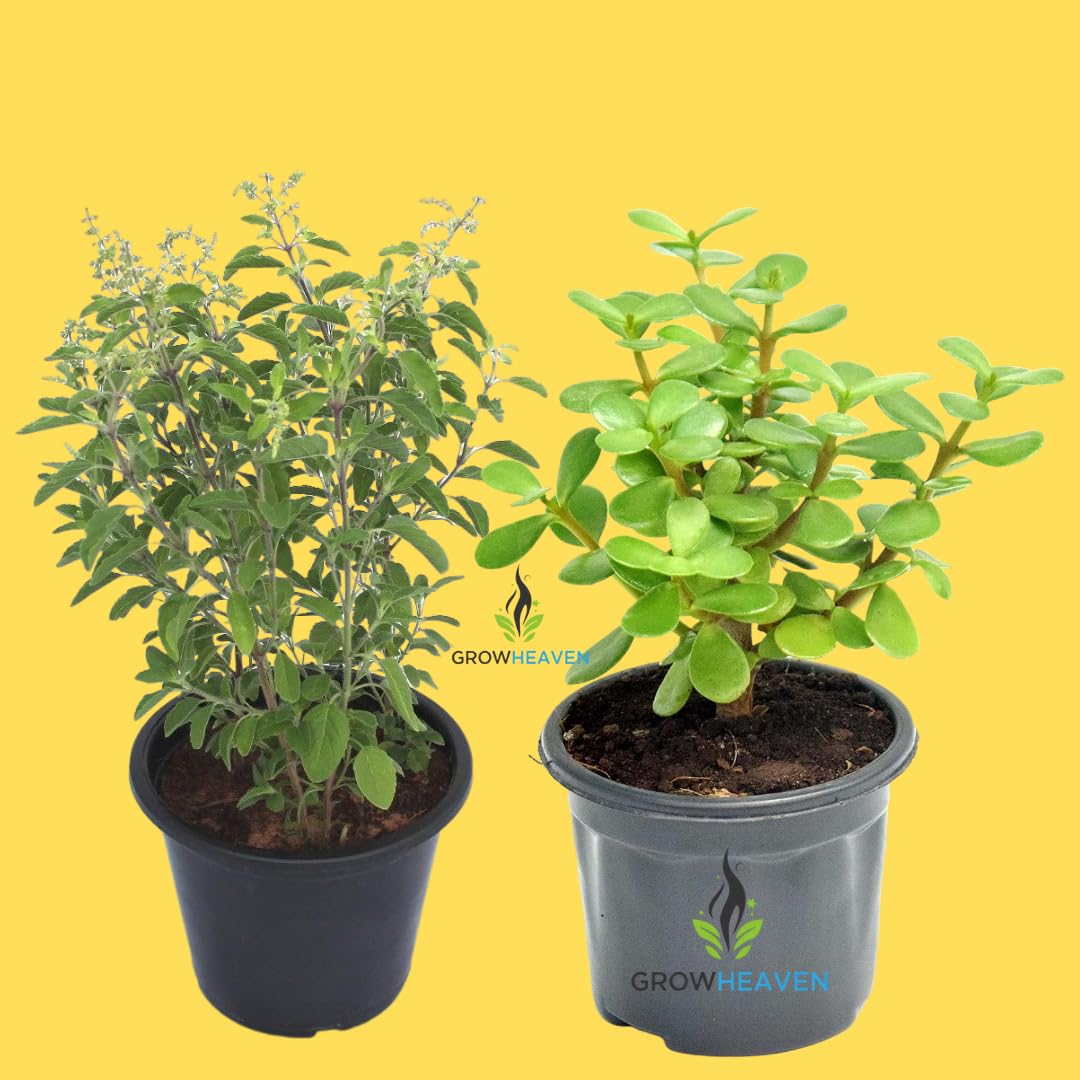 Live Jade Plant | Live Tulsi Plant | Combo Pack | Indoor Otdoor Live Plant With Plastic Pot Pack Of 2 (TULSI + JADE LIVE PLANT COMBO) (B0D8BNLKDW) Amazon Price History, Amazon Price Tracker