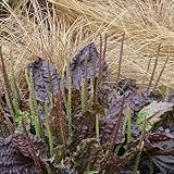 Spitzwegerich - seltene exotische kräuterpflanzen stauden winterhart mehrjährig geschenke für gärtner kräutergarten geschenk kräutersamen alte sorten nachhaltige produkte 600Samen