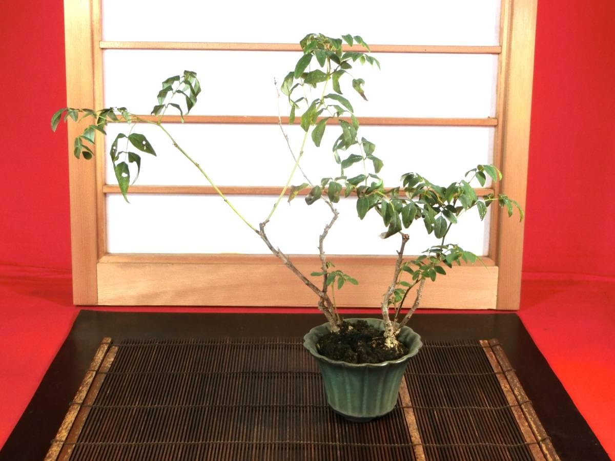 山秋　盆栽鉢　小品盆栽　山野草 dショッピング |（山野草）苔盆栽 おまかせ山野草 小鉢植え 鉢色
