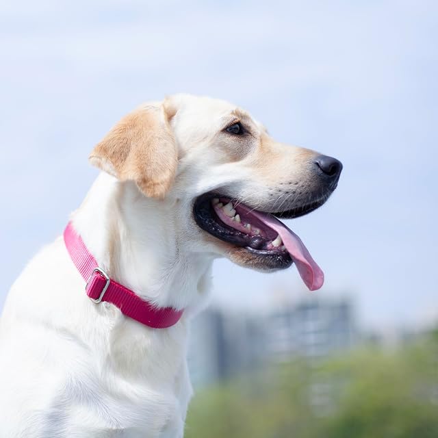 Foto 4 de 8 de Cuello de Trabajo Pesado clásico de Color sólido para Perros Grandes, medianos y pequeños