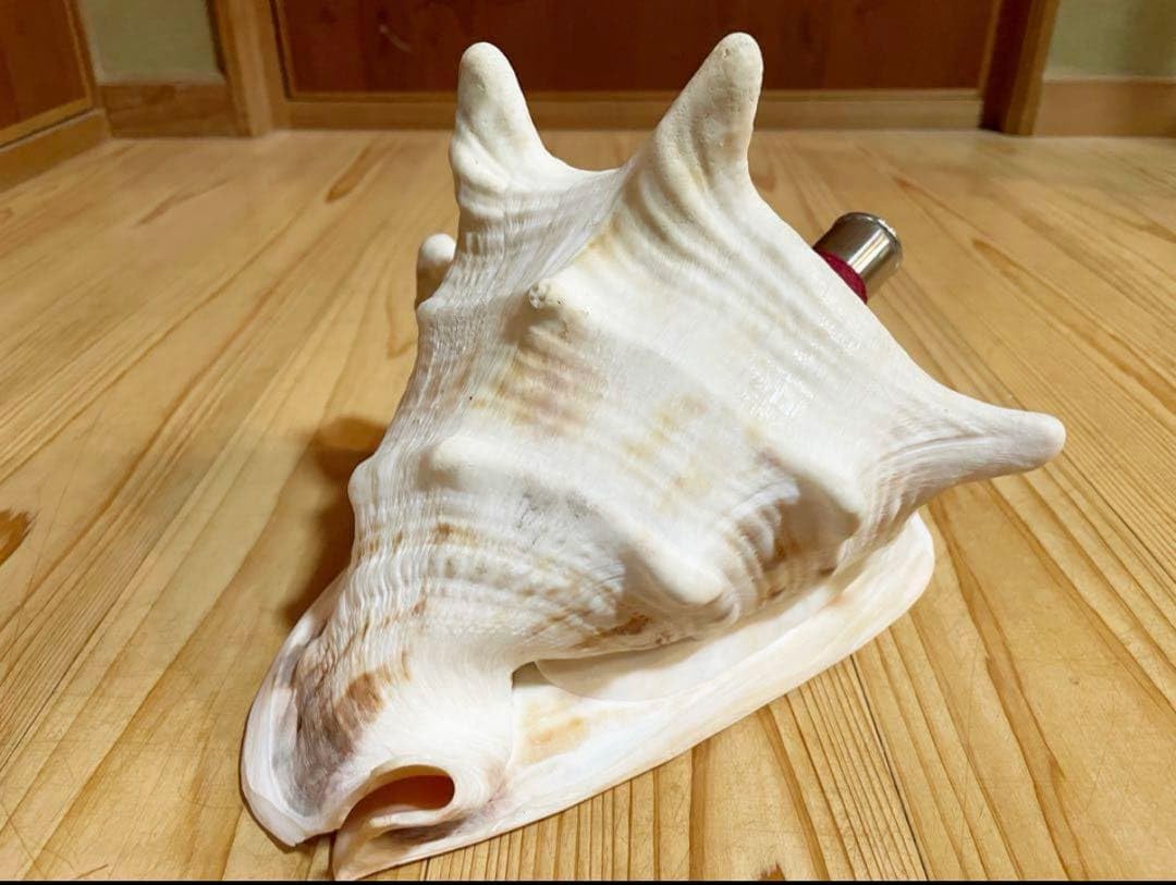 Amazon.co.jp: 法螺貝 ホラガイ ほら貝 トーカムリ貝笛 : おもちゃ