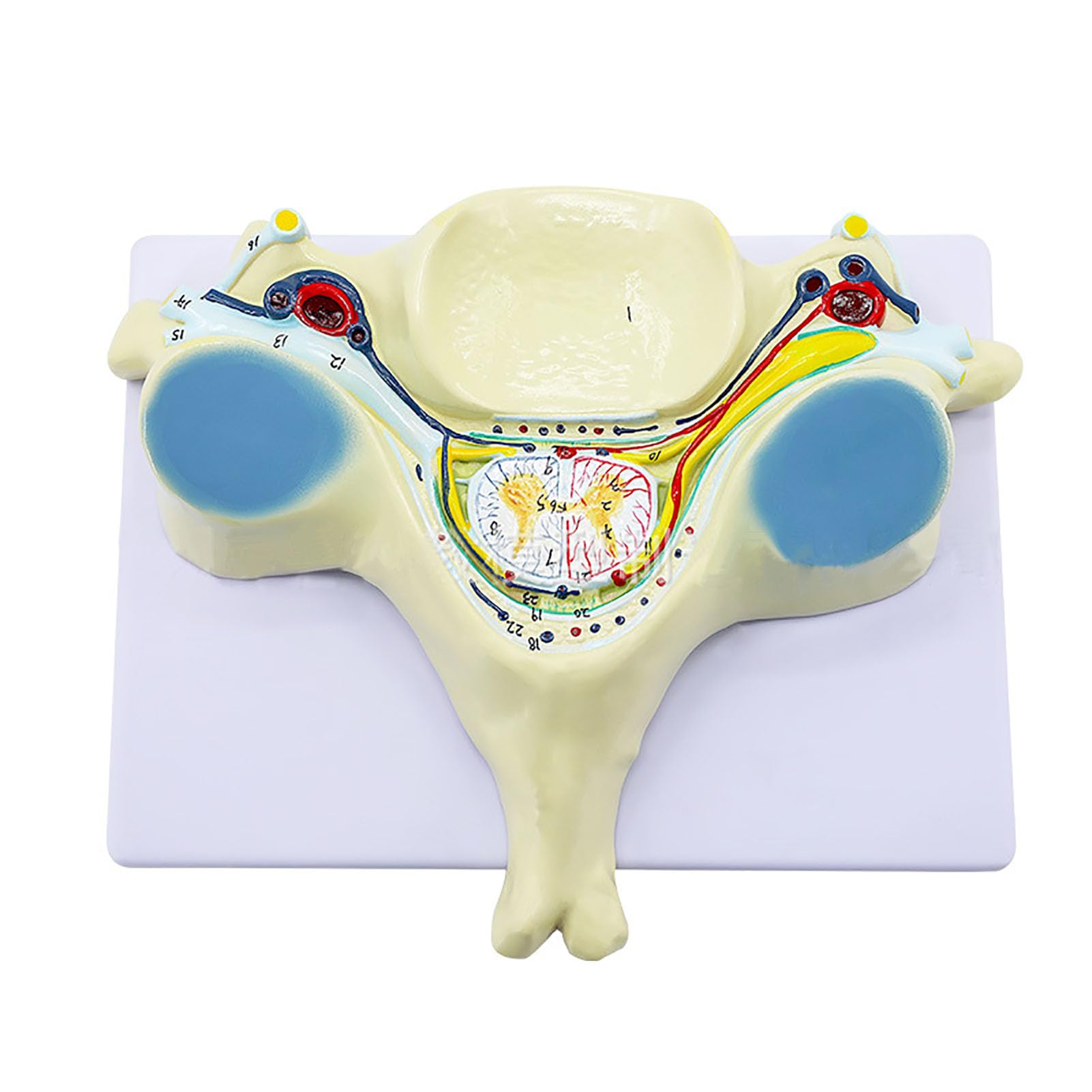Vertèbre cervicale anatomie modèle élargi AMITD 5ème pour étude médicale