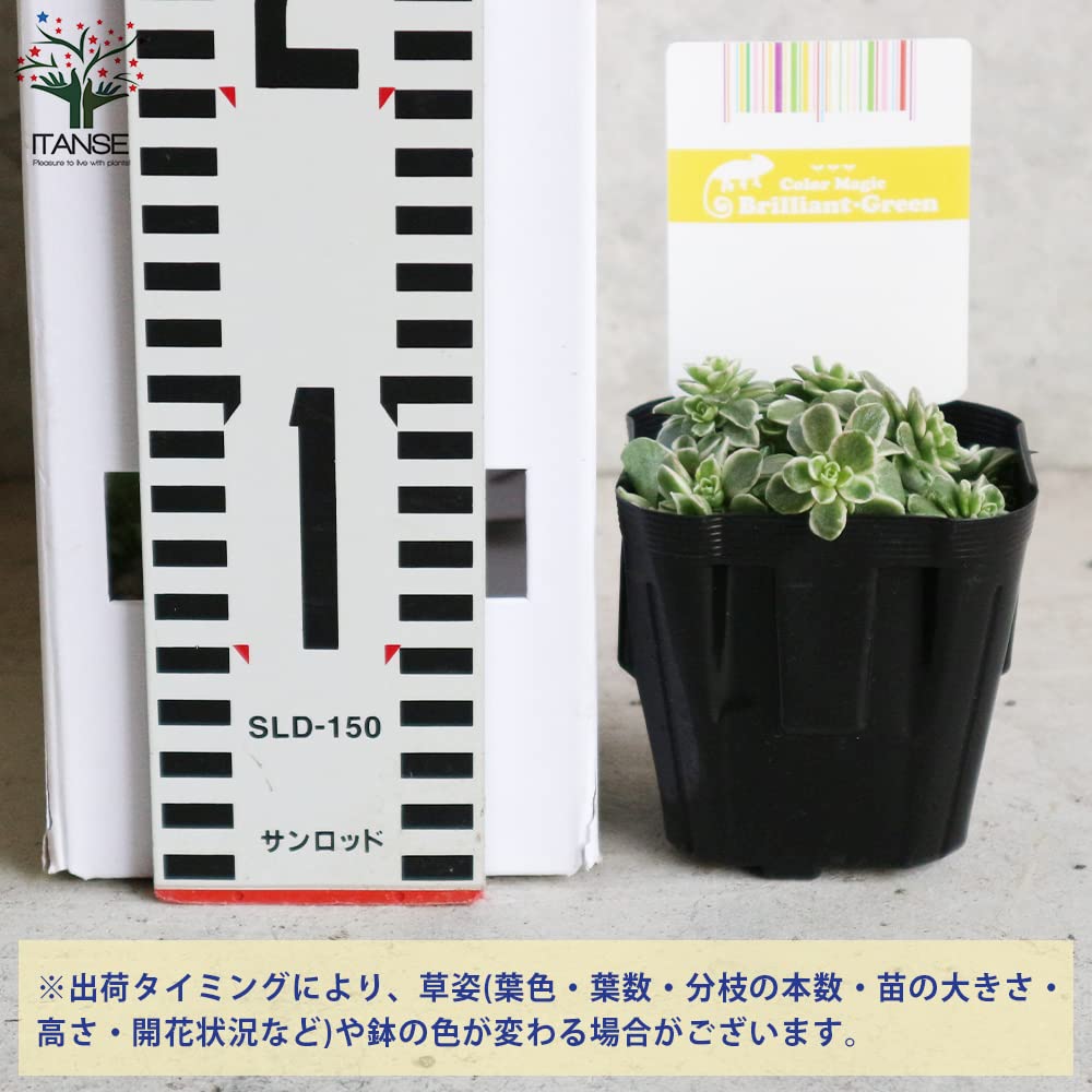 Amazon.co.jp: セダム・斑入り丸葉マンネングサ 3号ポット苗 2個