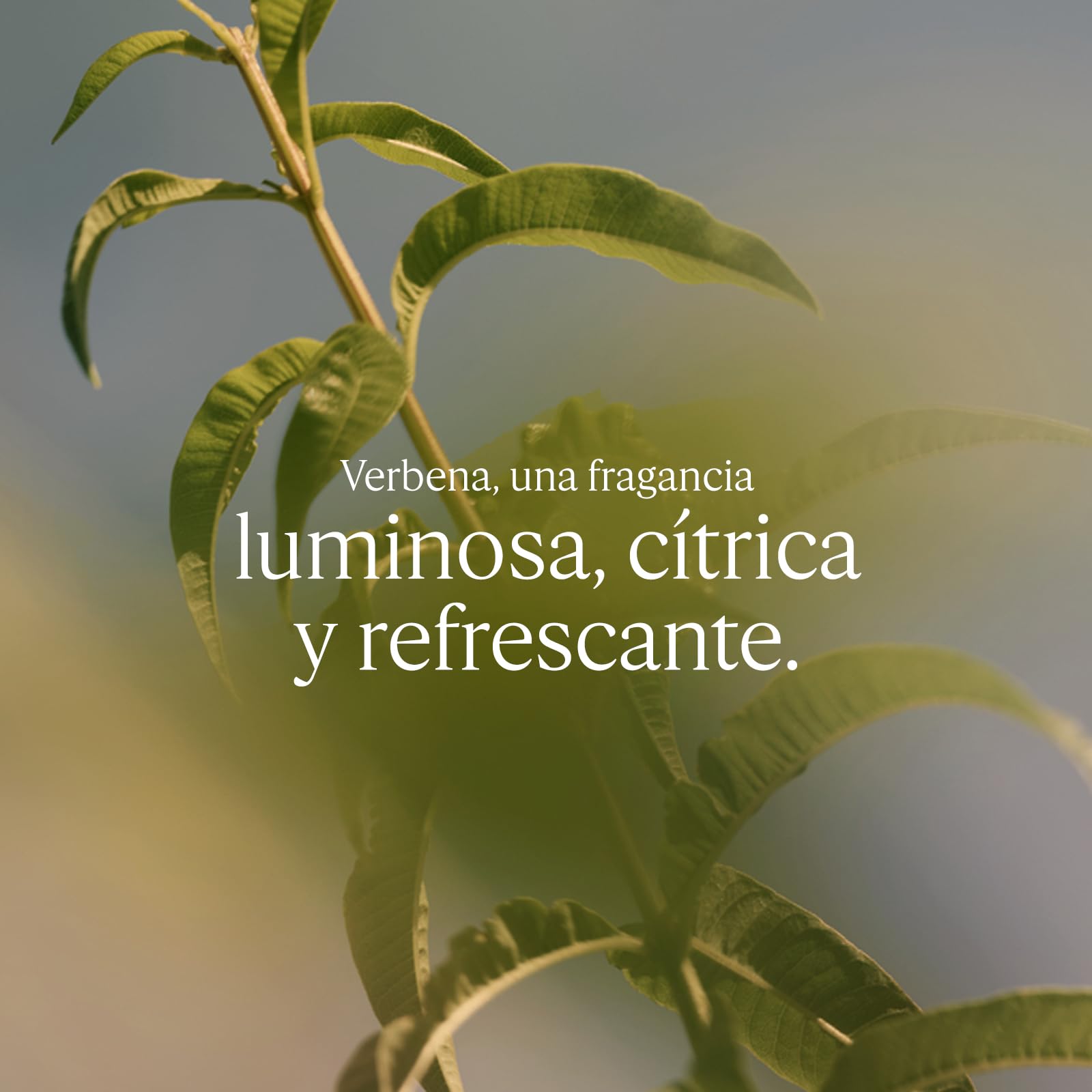 L'OCCITANE - Eau de Toilette Verveine (Verbena) - 75 ml | Notas aciduladas y refrescantes - Acordes de Limón, Verbena y Geranio - Fabricado en Francia