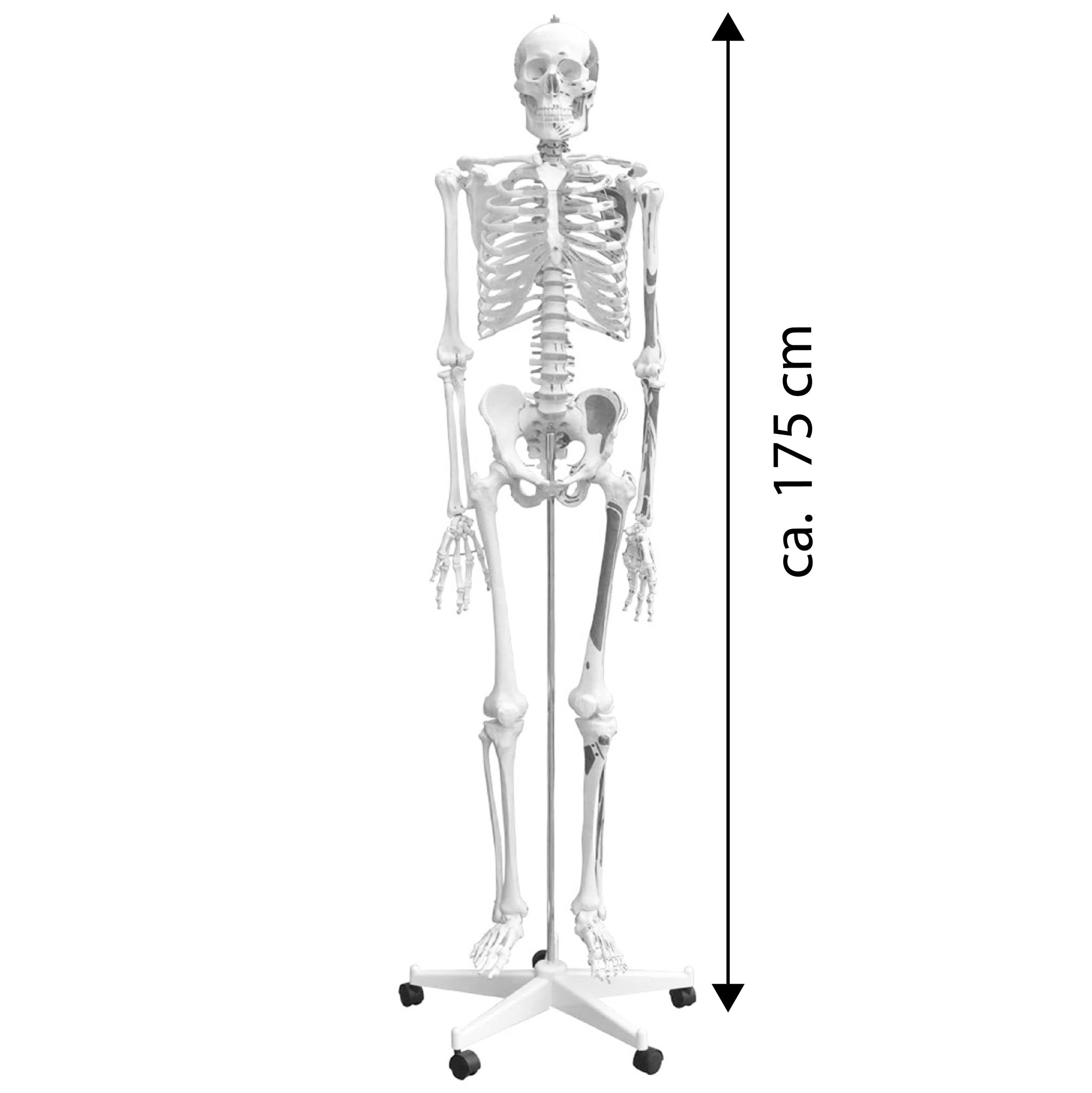 Anatomie Modell Skelett mit Knochen Körper Mensch Muskeln Medizin Skeleton Menschliches Skelett Lebensgroß 175 cm mit Ständer Menschen Körper Lehrmodelle MedMod