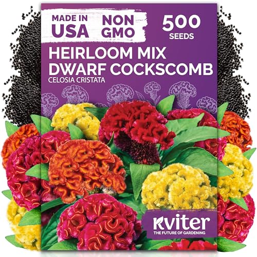 KVITER 500 Dwarf Mix Cockscomb Seeds for Planting (Celosia argentea) Woolflower Rooster Comb Celosia Seeds for Planting Flowers Heirloom Flowers Plant Seed Mix Garden Container Flower Beds Outdoor