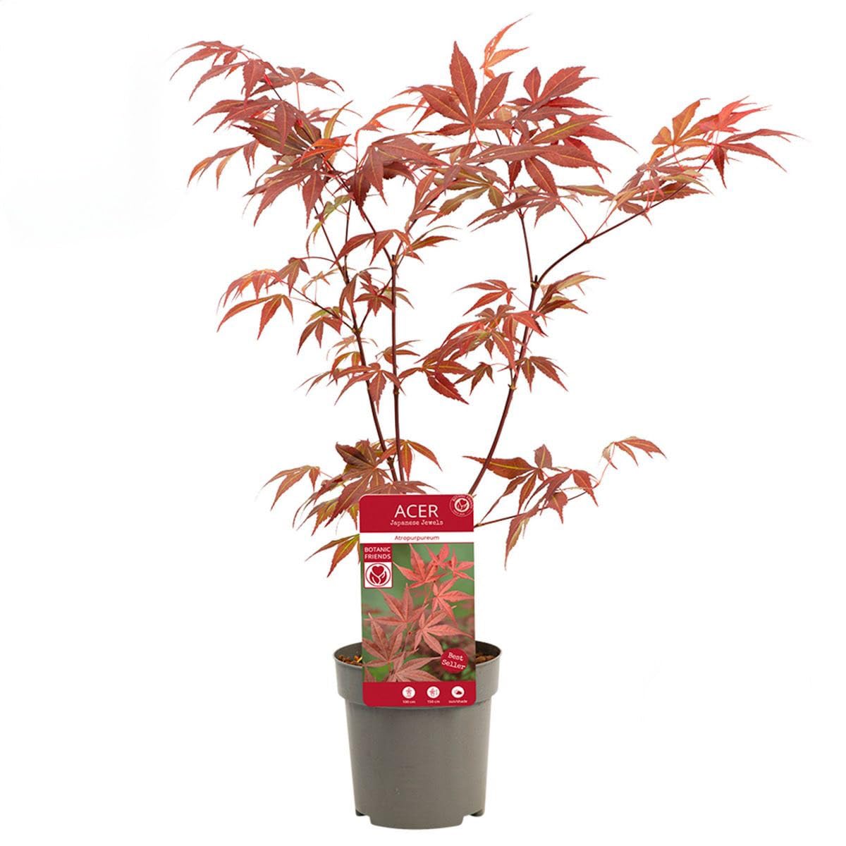 Acero rosso giapponese "Acero palmatum atropurpureum" pianta in vaso ø12 cm Vivaio di Castelletto