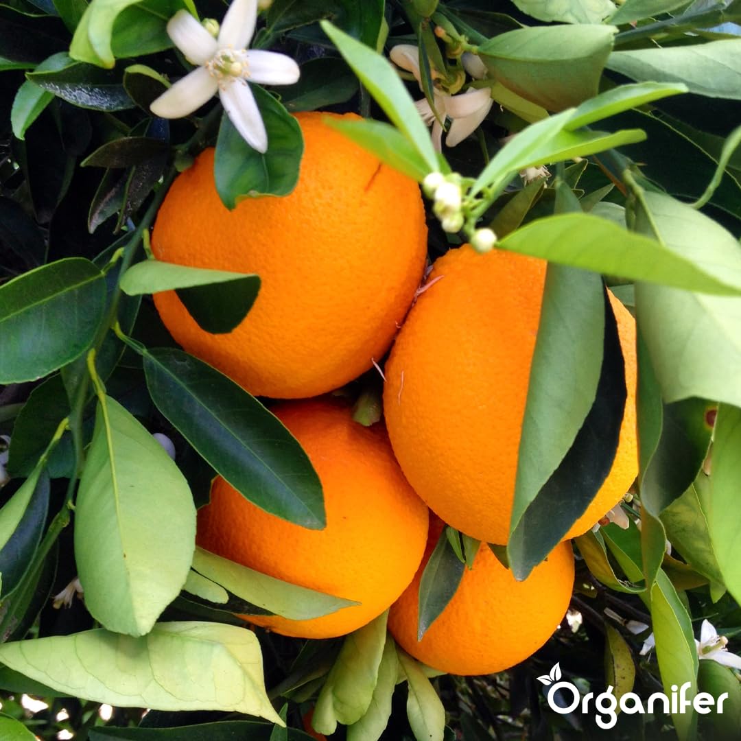 Fertilizante Líquido - 2x1L - Para Naranjo - NPK 2-1-8 | Plantas Fuertes Y Hojas Saludables - Organifer