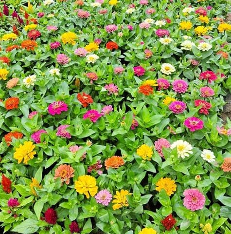 Best Nursery Set of 10 - Zinnia (any colour) in 3 Inch Plant Nursery bag-image-41