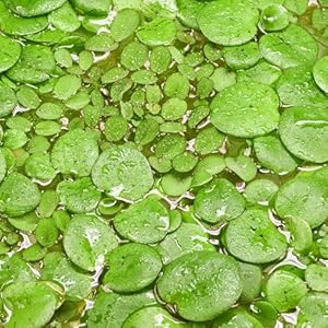 Uscape Teichpflanzen Set Schwimmpflanzen Südamerikanischer Froschbiss