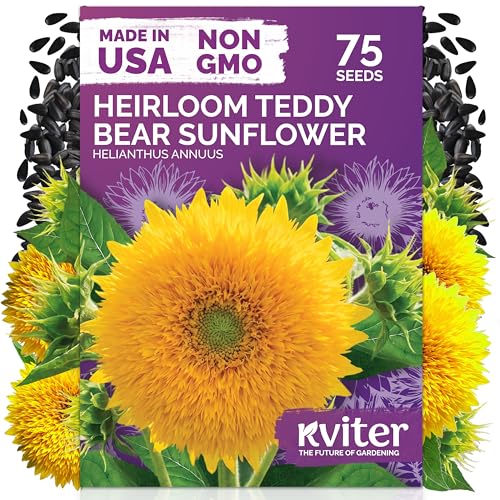 KVITER 75 Teddy Bear Sunflower Seeds (Helianthus Annuus) - Dwarf Sunflower Fully Double Golden Pom-Pom Blooms Non GMO Seed Packets - Flower Seeds for Outdoor Garden Containers Flower Beds