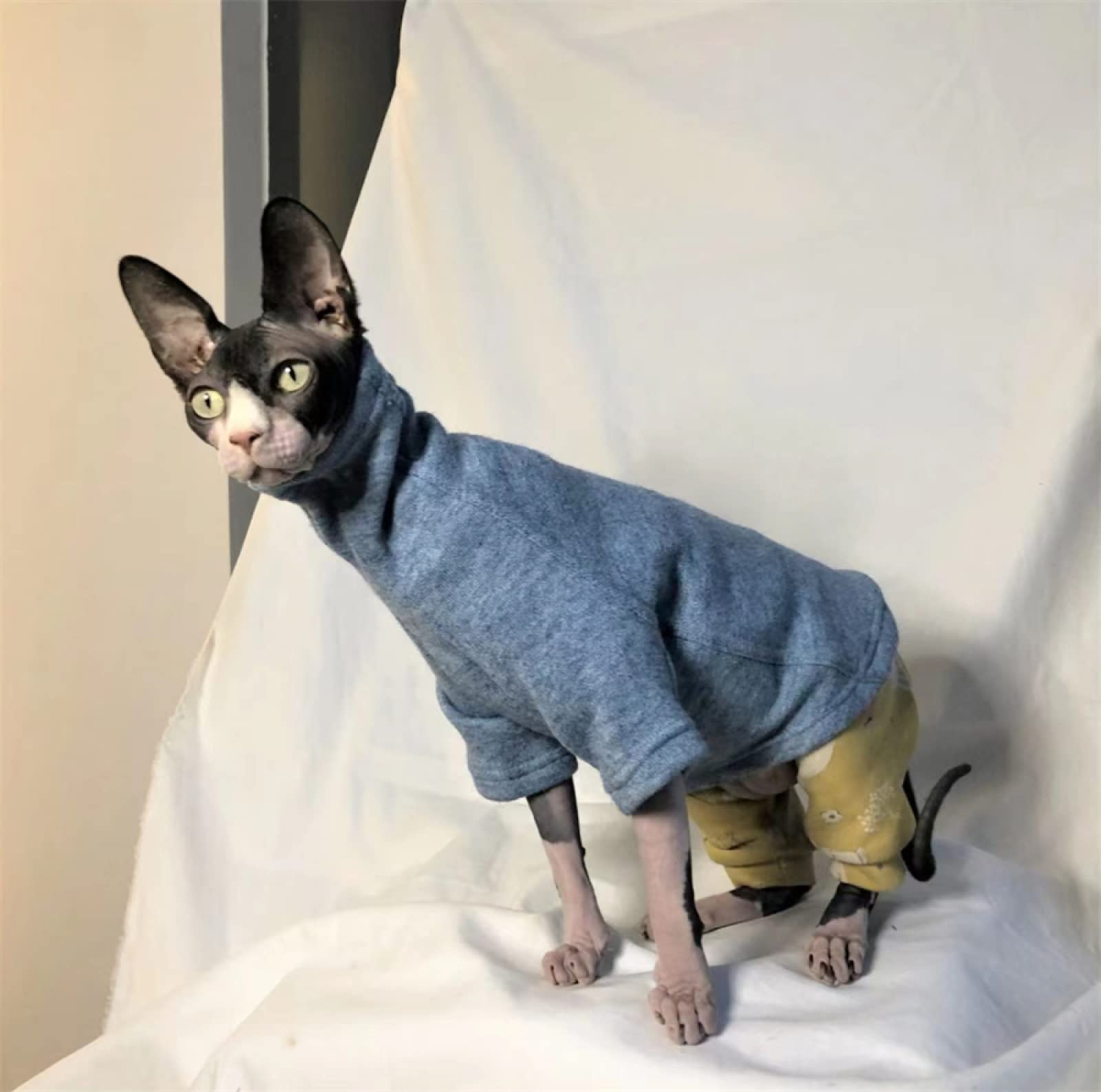 Pull Bleu Pour Chat Devon Rex Vêtements Chat Sans Poil Pop-corn En Tricot Pull Sphynx Vêtements Pour Chat Haut En Laine D'alpaga - France