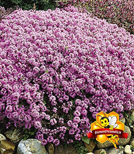 Ultrey Seed House - Fragrance Long Haired Mountain Thyme Seeds Sand Thyme Creeping Carpets Groundcover Perennial Flowers Stonecrop Seed Hardy Perennial