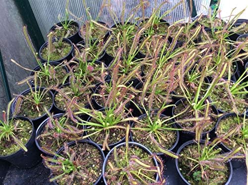 Cape Sundew (Drosera capensis) - 80+ Fresh Seeds