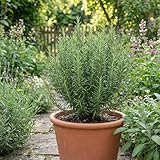 Bloomique   6er   Set   Rosmarinus officinalis   Rosmarin   Winterhart   Immergrün   Balkonpflanzen   Mehrjährig   Höhe 10 20 cm   Topf 9 cm