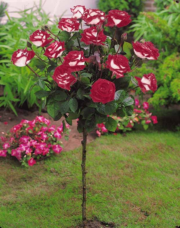 Rosier sur tige Osiria - La pièce en tige de 90-100 cm, racines nues. - Willemse