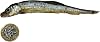 Bentley's Dried Sprats, Bulk Buy, Dried Fish BARF Diet (1 Kilo)