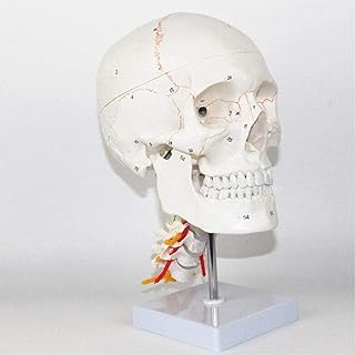 Study Model Body Anatomy Model,Life Size Teaching Medical Model,Human Skull Model,A Real Human Skull Model,with 7 Cervical Vertebrae Brain Digital Sign Molded Skull Model SaiFei