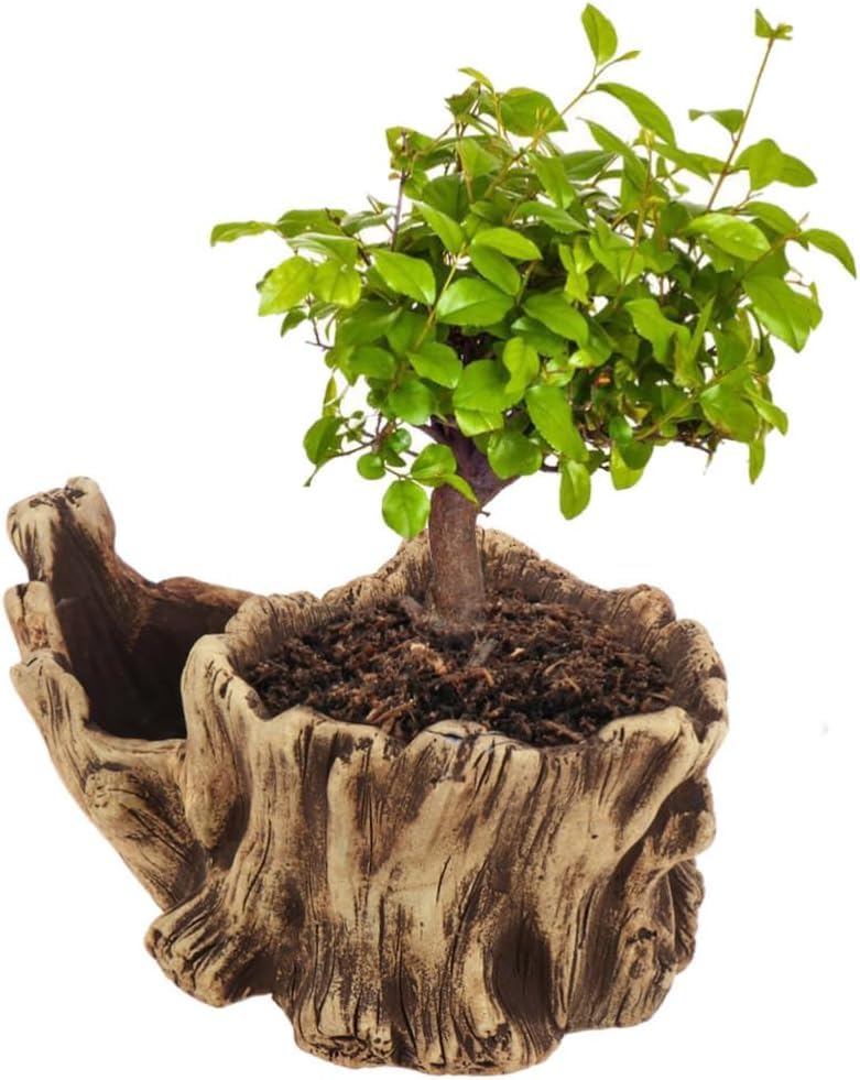 The Pot Dealer Drift Wood Stump Log Concrete Planter Succulent Pot Plant Pot (Driftwood Stump Log Concrete Planter/Succulent Pot/Plant Pot, 8.4L x 4.5W) Black Grey