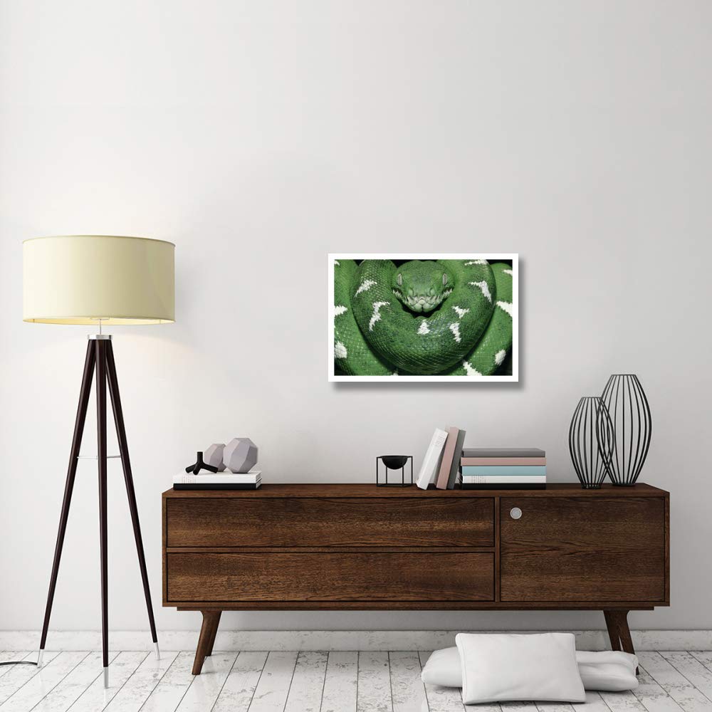 Color especial para Z-Gallerie: Boa de árbol esmeralda que muestra termorreceptores entre las escamas labiales, Amazon, Ecuador, arte de papel, 32 x 22 pulgadas