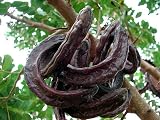 St. John's Bread Tree Seeds for Planting (10 Seeds) - Ceratonia Siliqua, Carob Tree