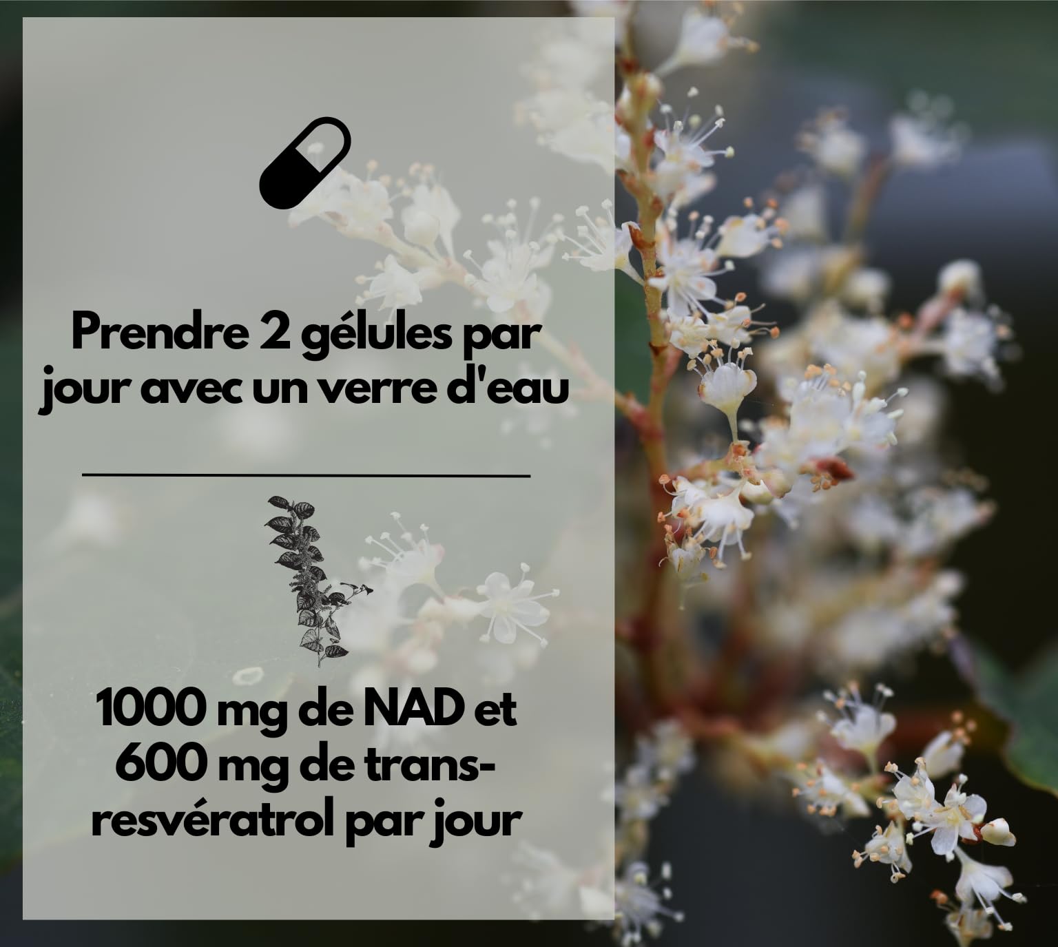 EXVital® NAD+, 1000 mg de NAD+ et 600 mg de trans-resvératrol par jour - 120 gélules végétaliennes - liposomales et biodisponibilité maximale, hautement dosées et testées en laboratoire
