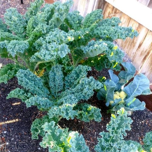 Kale Plants - Set 2 Pots, Kale Plants Live in 4 Inch Pot, Hardy Vegetable Plant for Planting