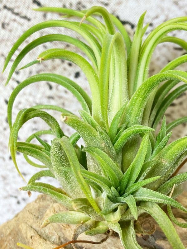 Amazon.co.jp: Frontier Plants現品チランジアイオナンタヴァリエ