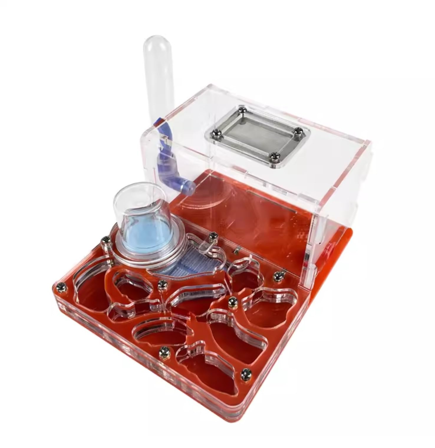 Hormiguero acrílico rojo con sistema de humedad para cría y observación científica en casa