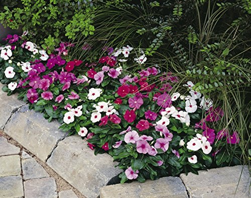 Seeds Periwinkle Vinca Rosea Mix Balcony Perennail Garden Pots Flowers for Planting Non GMO - Thumbnail 6