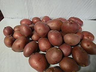 Fresh Mixed Baby Seed Potatoes, Yellow and Red Varieties, Assorted Gourmet Potato Mix (1 Pound, Red)
