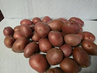 Fresh Mixed Baby Seed Potatoes, Yellow and Red Varieties, Assorted Gourmet Potato Mix 1 Pound, Red