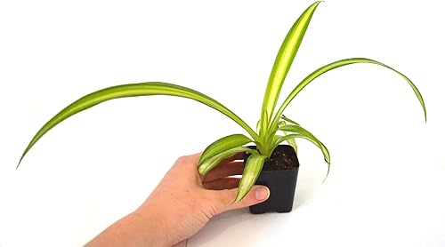 Miniatura 6 de 9GreenBox  Planta de araña de océano  Fácil de cultivar  Limpia el aire  Paquete de 2 adornos de plantas vivas para el hogar cocina oficina mesa