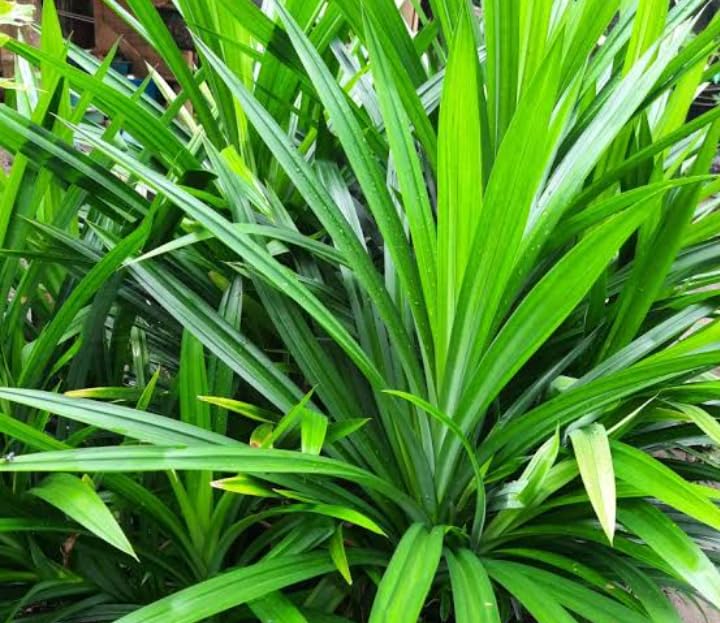 See full amazon price history chart for Pandan leaf plant/rambha plant live Pandan leaf plant/rambha plant live (B0CVHFLCZG) Amazon Price History, Amazon Price Tracker